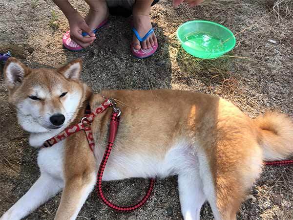 【読者さんからの質問にお答え】キャンプに愛犬を連れて行くにはどうすればいい？準備や対策を解説！