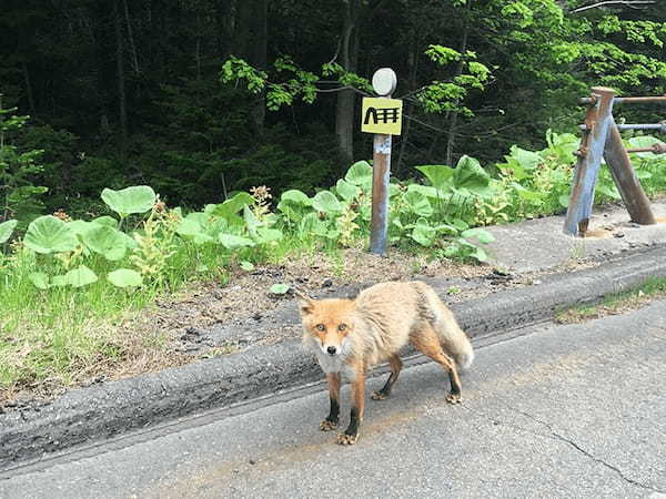 いつ行っても新しい発見がある北海道へ＜新緑編＞