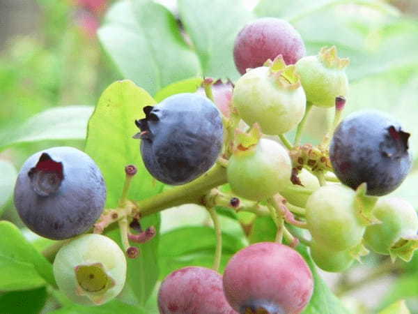 美味しい「ブルーベリー」の花言葉とは？実はポジティブな言葉が付いているんです！！