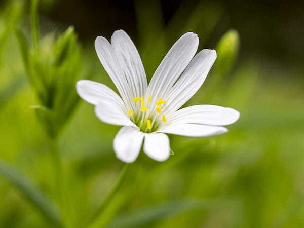 春の七草にもかぞえられる「ハコベ」とはどんな花?食べられるの?花言葉はあるの?