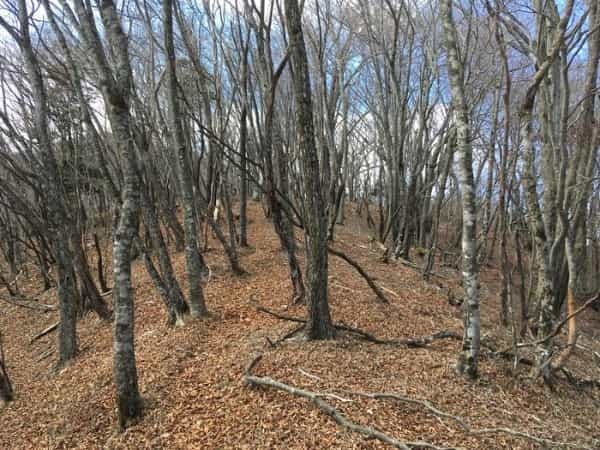 【秀麗富嶽十二景】最終十二番山頂の「本社ヶ丸」はマジきつかった。。。