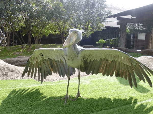 動物園の隠れた人気者ハシビロコウ！動かないのには理由があった！！