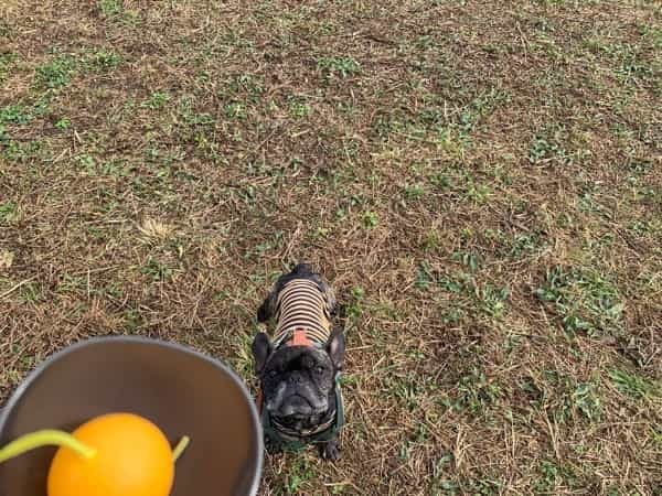 湘南国際村めぐりの森にて 保護犬のためのチャリティイベント開催！ DOGs CONFERENCEイベントレポート