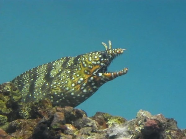 「海のギャング」と呼ばれる生き物7選！呼び名の由来は？代表格ウツボの釣り方も！