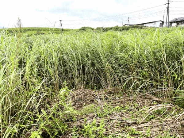 【阿蘇市】期間限定！自然の巨大迷路「すすきの迷路」で本気で迷子になった。