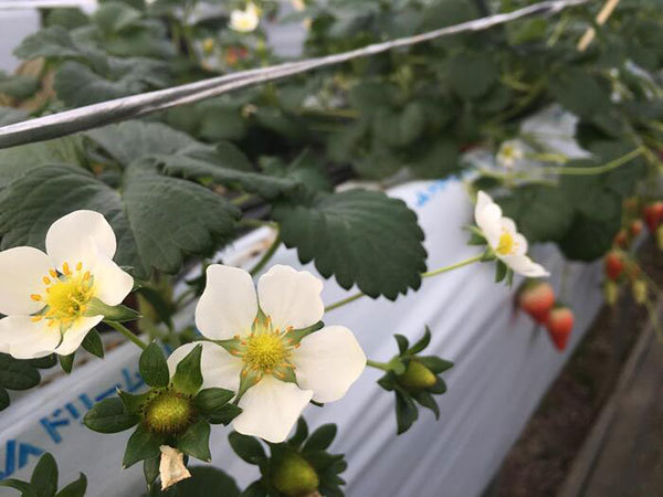 野菜や果物から始まる野菜ソムリエ的旅の組み立て方～北海道旭川の旅