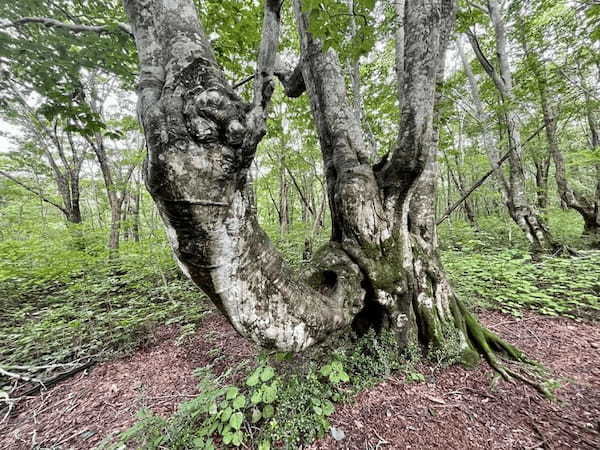 【秋田】森の巨人「あがりこ大王」を見に行こう！獅子ヶ鼻湿原の歩き方