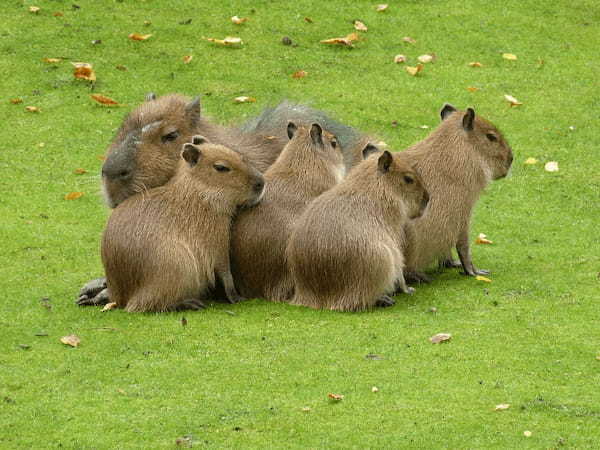 かわいい癒し系動物の「カピバラ」！その生態が意外で驚き！！