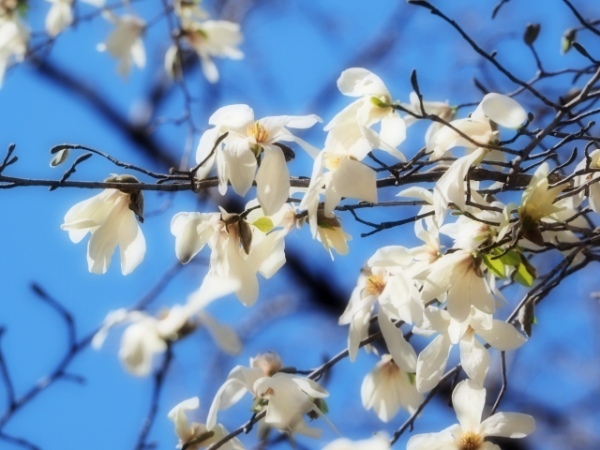 春の訪れを教えてくれる「こぶしの花」。名前の由来は「拳」から来た?