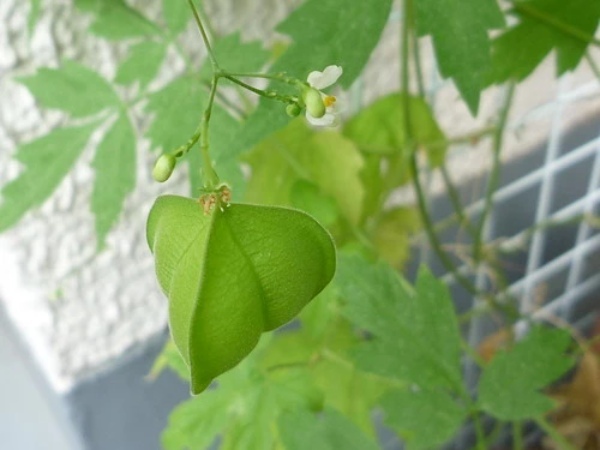 日よけに向いてる植物は？おしゃれで快適なグリーンカーテンの作り方をご紹介！