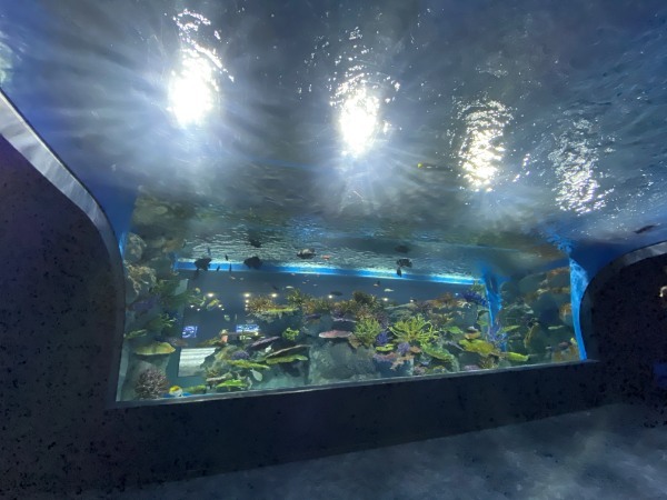 【連載】沖縄空港から一番近水族館！DMMかりゆし水族館最新技術がすごい！