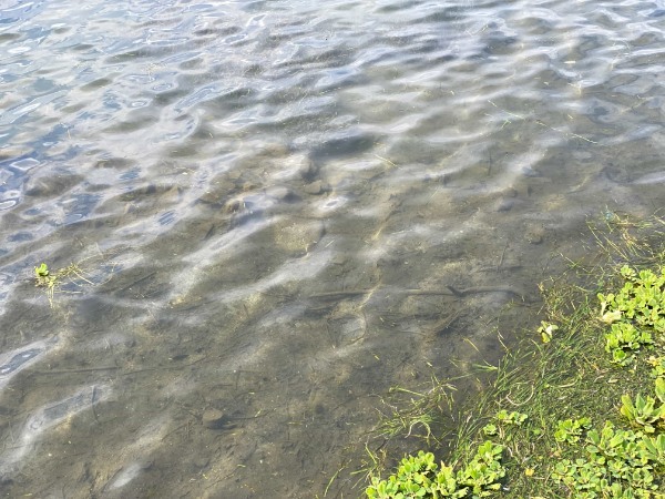 江津湖の外来種を駆除せよ！ついでに雷魚食ってきた