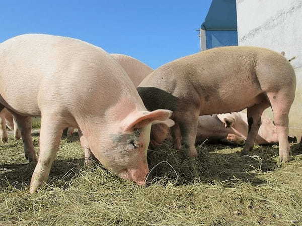 痩せたければ豚のように食え! ブタの摂食行動に学ぶダイエット法(最新研究)