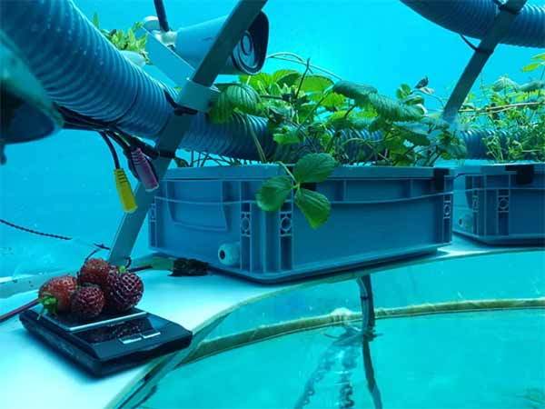 気候変動に対抗した幻想的な新しい農業「水中温室」