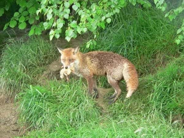 キツネをペットとして飼える？飼い方や値段など気になる情報を総まとめ！