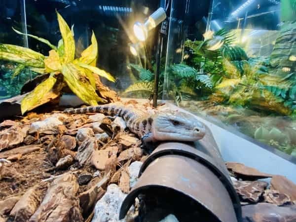 【連載】沖縄空港から一番近水族館！DMMかりゆし水族館最新技術がすごい！