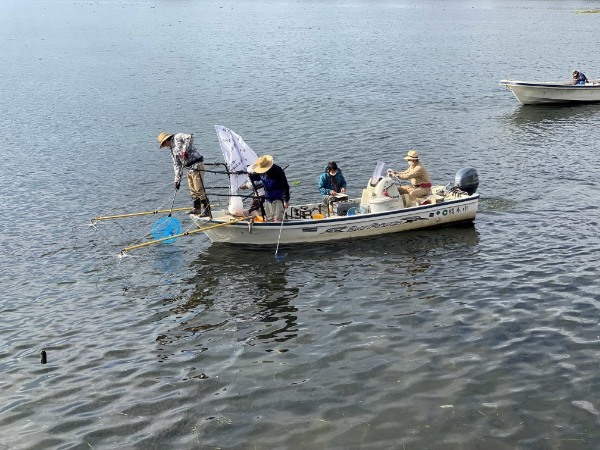 江津湖の外来種を駆除せよ！ついでに雷魚食ってきた