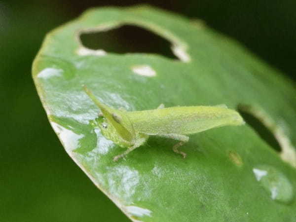 いつも仲良しな夫婦？おんぶ姿がかわいい「オンブバッタ」とはどんな昆虫？