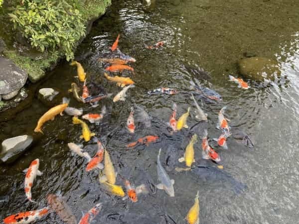 平成初期に流行した人面魚は今どうしているのか調べてみました。