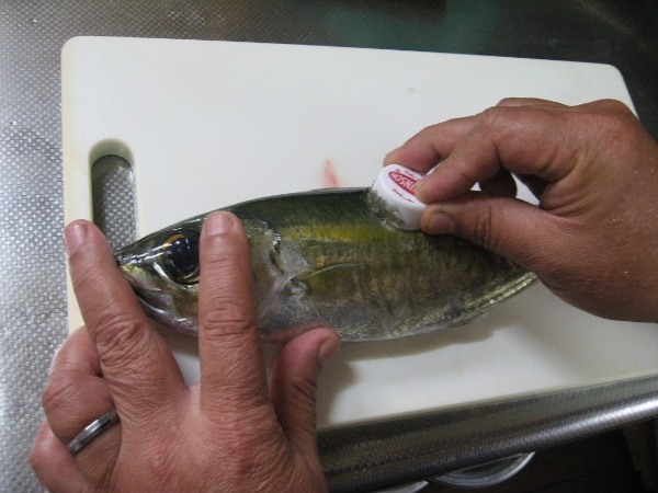 【連載】マアジの居ない地域で堤防アジング！ええ、釣れたから食べます！