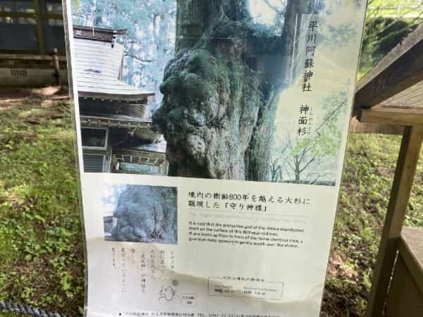平成初期に流行した人面魚は今どうしているのか調べてみました。