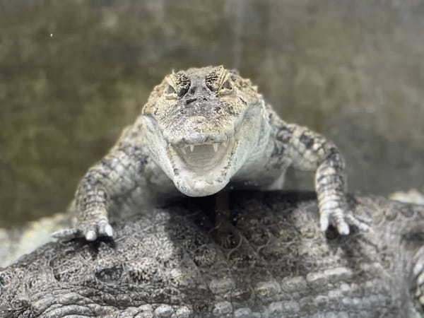 深谷爬虫類館のワニの餌やりショーが週一開催に　理由は「ワニが太ってきた為」