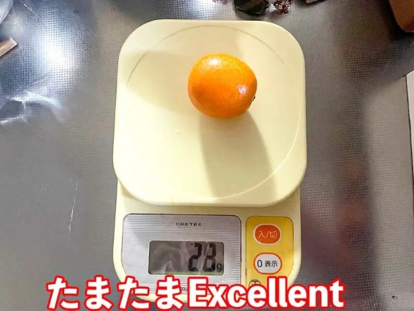 たまたまの最高峰「たまたまエクセレント」買ってみた 完熟きんかん上位約3%の高級品