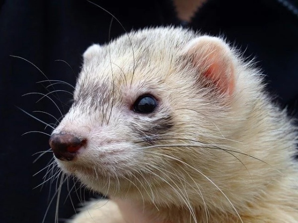 イタチをペットに！フェレットなどの飼いやすい種類や飼い方のポイントをご紹介！