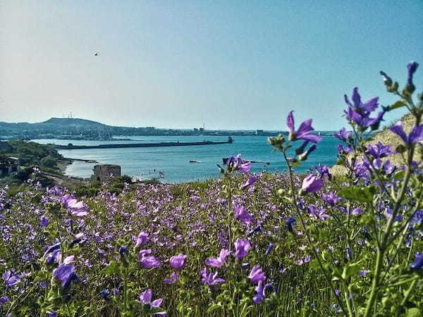 どちらも「菖蒲」と書く花「アヤメ」と「ショウブ」の花言葉は?漢字は同じでも別の花!