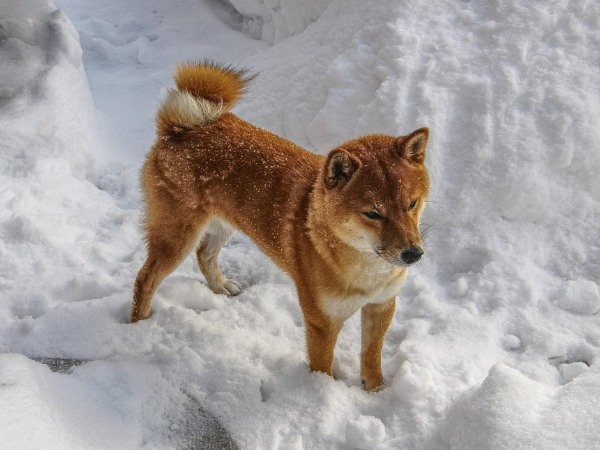 群馬県で愛犬とおでかけ！気軽に立ち寄れるカフェやペットと泊まれる宿を愛犬家目線でピックアップ