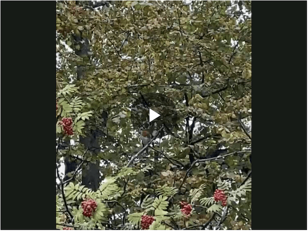 イギリスの季節の花々の織りなす絶景を楽しもう！