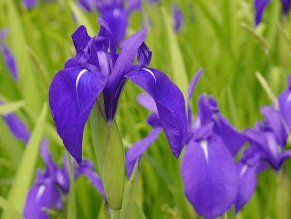 どちらも「菖蒲」と書く花「アヤメ」と「ショウブ」の花言葉は？漢字は同じでも別の花！