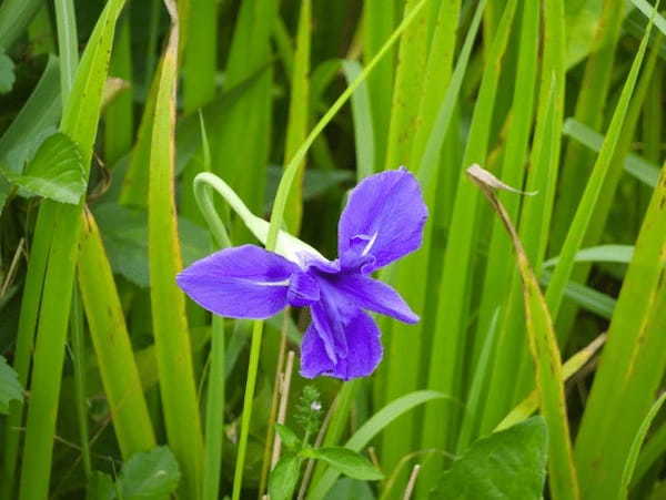 「あやめ」と「しょうぶ」に「かきつばた」、そっくりな花たちの見分け方をご紹介!