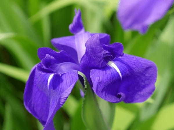 どちらも「菖蒲」と書く花「アヤメ」と「ショウブ」の花言葉は？漢字は同じでも別の花！