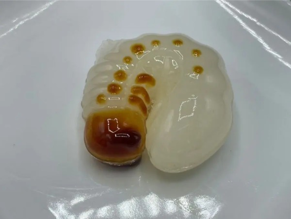 本物そっくりの姿に戦慄……！「つくってたべよう！幼虫3Dゼリー」食べてみた