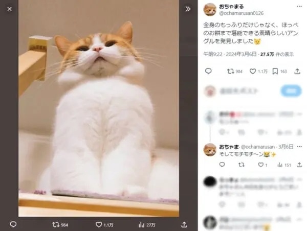 愛猫のベストアングルを発見！あまりの可愛さに「ありがとう」と感謝