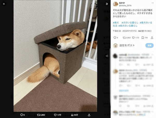 頭隠さず尻も隠さず　小さな箱にギチギチに詰まった柴犬