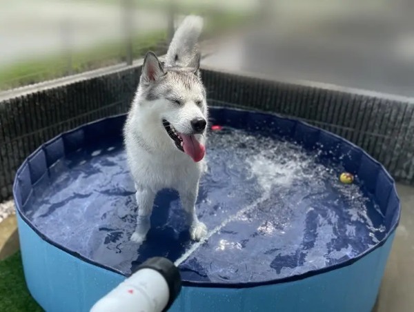 気持ち良い！プールに入って満面の笑みを浮かべるシベリアンハスキー