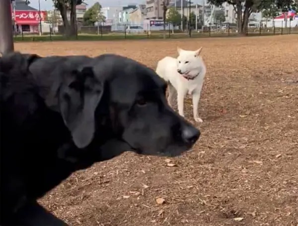 せっかくドッグランに来たのに……　頑なに他犬と絡まない柴犬に「ワンコミュ障」「まるで職場の自分」