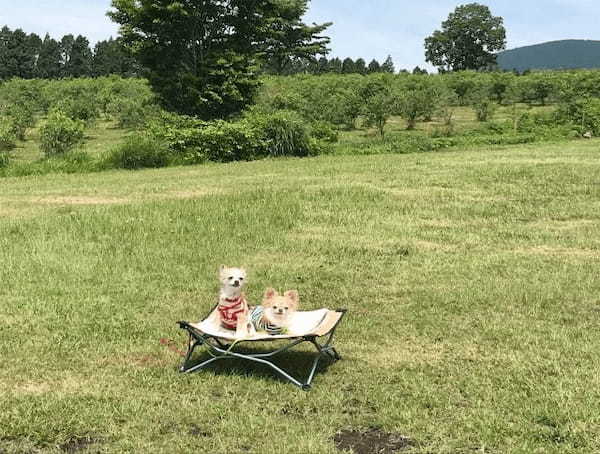 滋賀県で愛犬とおでかけ！気軽に立ち寄れるカフェやペットと泊まれる宿を愛犬家目線でピックアップ