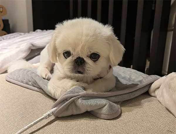 みーたーなー　おててナメナメ中の愛犬を飼い主激写