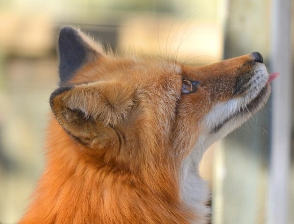 キツネをペットとして飼える？飼い方や値段など気になる情報を総まとめ！