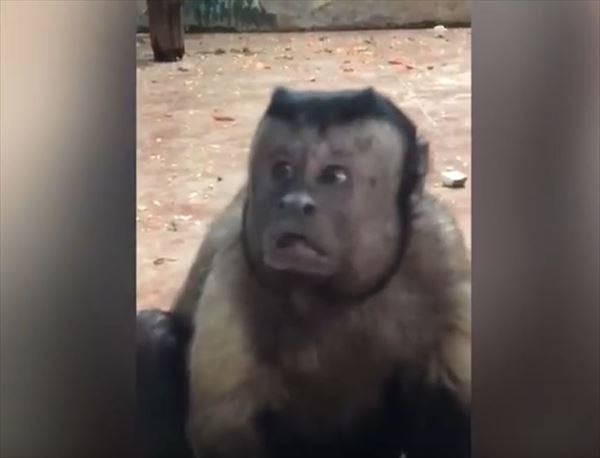 まるでビックリしたオッサンみたいな顔をしたサル！中国の天津動物園