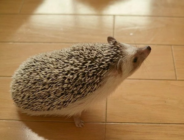 ハリネズミを飼いたい!ペットにおすすめの種類や飼い方、寿命についても解説!