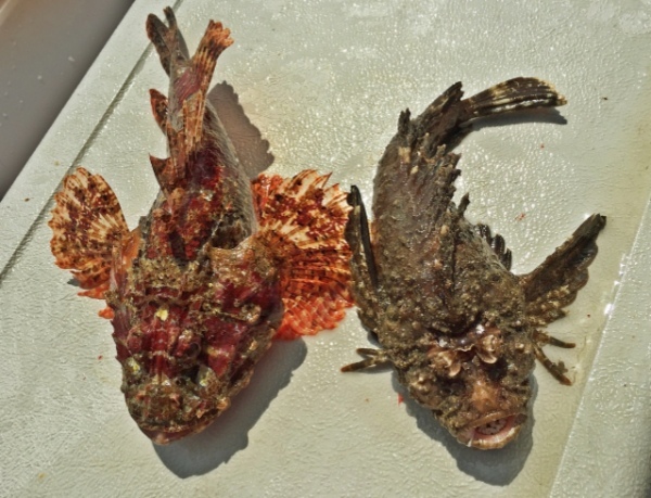 「虎魚」とはどんな魚?なぜその読み方は「オコゼ」となるの?その由来とは!!