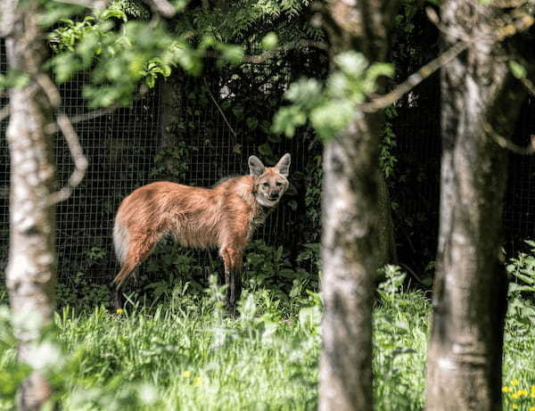 名前はオオカミ、姿はキツネ似の「タテガミオオカミ」とはどんな動物？？