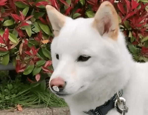 お花見？お鼻見？愛犬の鼻に桜の花びらがピタッ