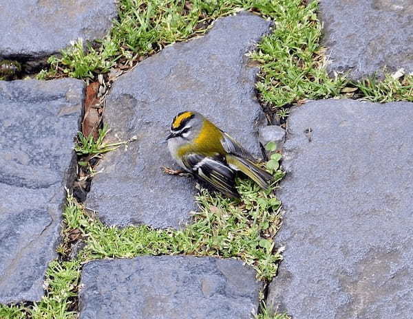 かわいい日本最小の鳥「キクイタダキ」、その生態は？飼育はできるの？