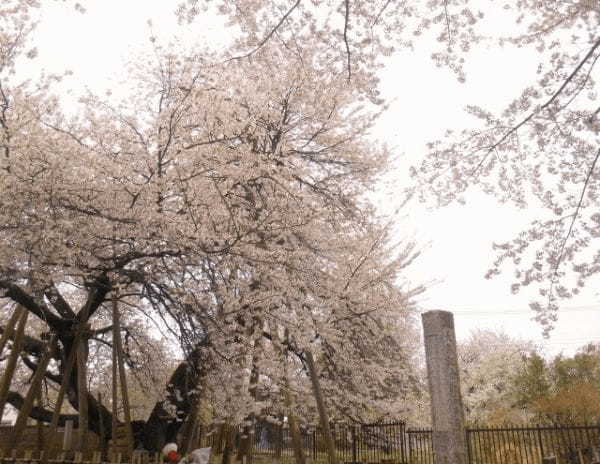 【日本三大桜&日本五大桜】一度は見に行きたい美しく咲き誇る一本桜をご紹介