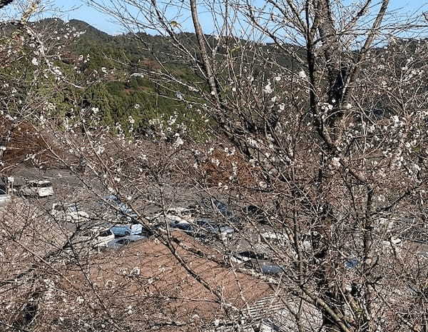 【群馬・藤岡】紅葉と桜を一度に楽しめる桜山公園とみかん狩りと藍染体験